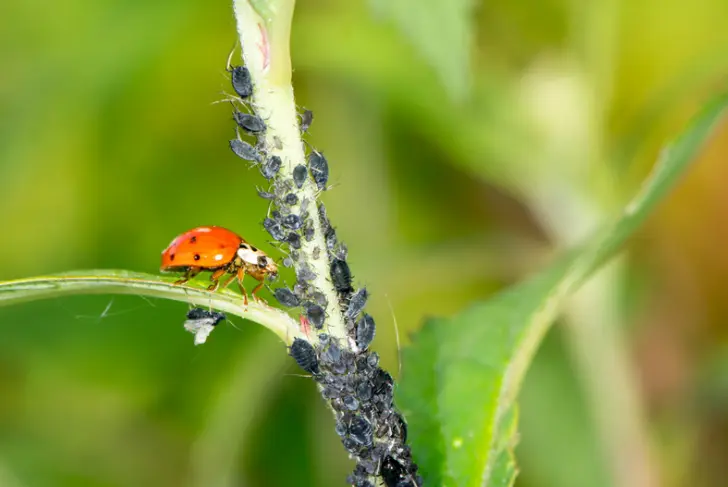 biological diversity