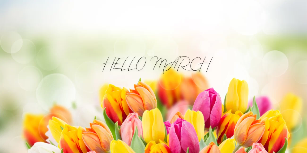 8 Dates to Celebrate in March: This is a photo of multicoloured tulips with the words “hello March”.