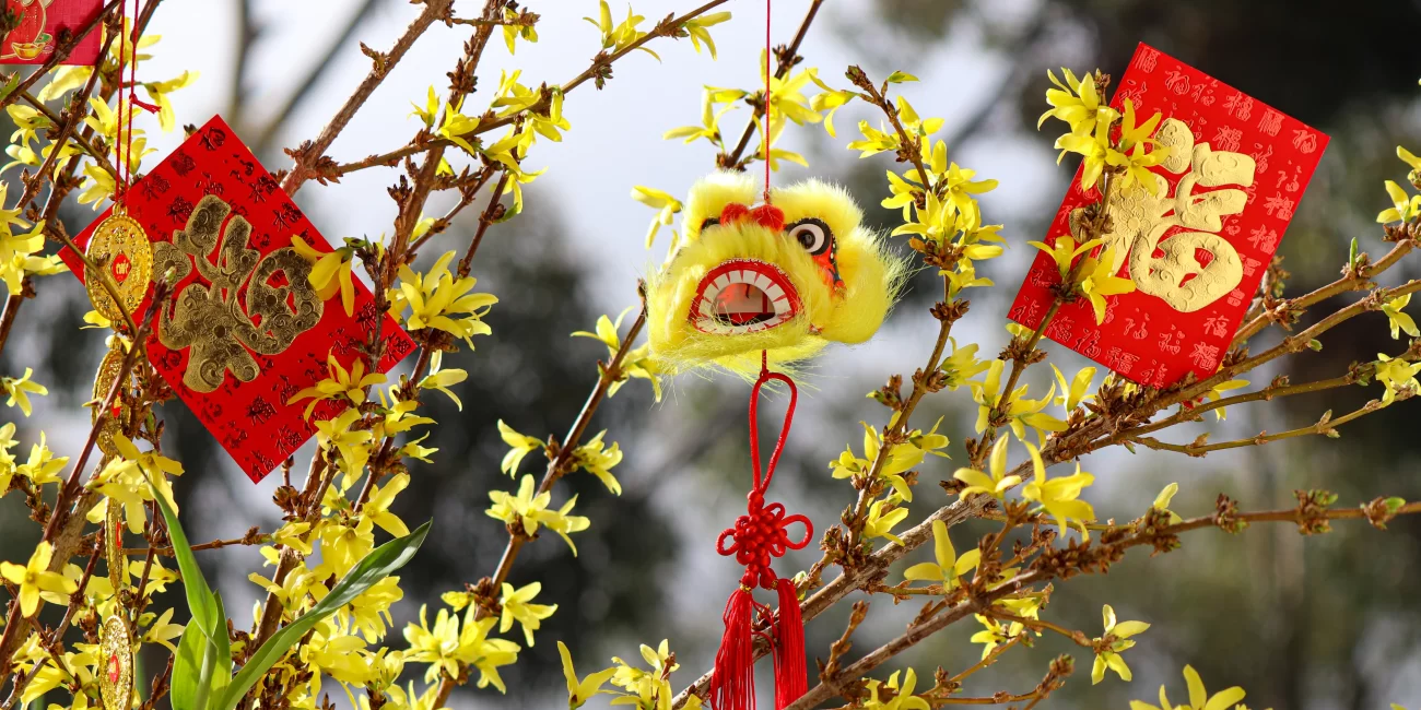 Celebrating Lunar New Year in the Classroom - this image is of red envelopes and a Lion Dance head ornament situated in a tree with yellow blossoms.